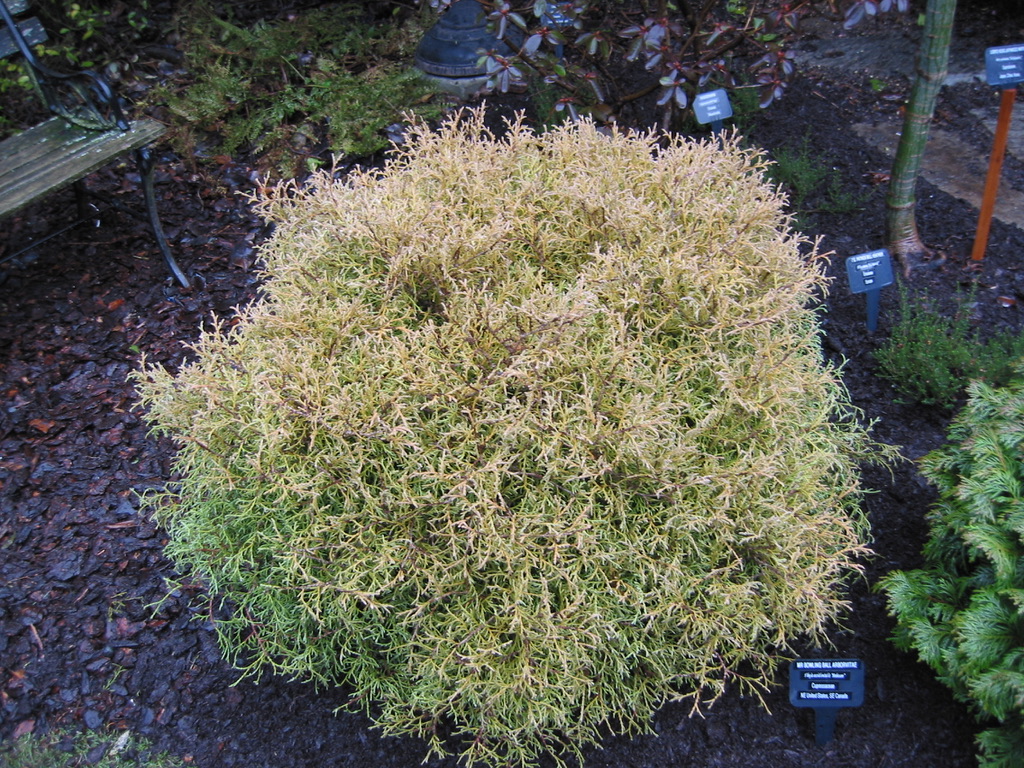 Image of Yarrow companion plant for Mr. Bowling Ball Arborvitae
